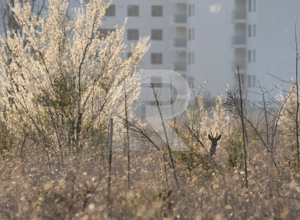 Apartament 3 camere de închiriat  – Greenfield Residence, Băneasa  